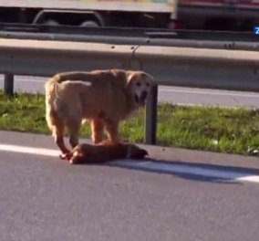 Το συγκινητικό βίντεο της ημέρας - Σκύλος προσπαθεί να προστατέψει το φίλο του που έχει χτυπηθεί από αυτοκίνητο! 