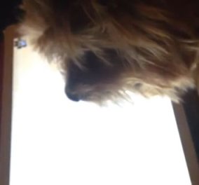 Βίντεο: Πανέξυπνο σκυλάκι παίζει παιχνίδια στο iPad - Δεν υπάρχει! 