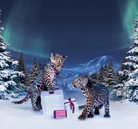 Πανθηράκια αξιολάτρευτα παίζουν στα χιόνια σε φανταστικό διαφημιστικό βιντεάκι για τα  κοσμήματα Cartier - Χριστούγεννα 2015