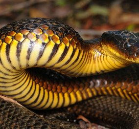 Σε φάκα ποντικού πιάστηκε το τρομερότερο φίδι της Αυστραλίας - Η.. έκπληξη των ιδιοκτητών του σπιτιού