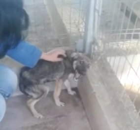Σπάει καρδιές το βίντεο: Κακοποιημένο σκυλάκι ουρλιάζει όταν δέχεται το πρώτο χάδι στη ζωή του
