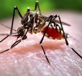 Το απόλυτο tip για να καταπολεμήστε τα κουνούπια  - Απαλλαγείτε... μια & έξω