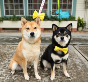 Νέα καμπάνια: Φορέστε κίτρινη κορδέλα στον σκύλο σας, αν δεν θέλετε να τον χαϊδεύουν!  