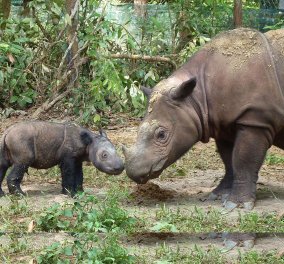 Γεννήθηκε σπάνιος ρινόκερος της Σουμάτρας σε φυσικό καταφύγιο της Ινδονησίας - Ζυγίζει μόλις 20 κιλά & είναι γλύκας