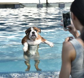 Μια πισίνα μόνο για σκυλιά: Χαρούμενες φωτογραφίες από μια νέα τρελή ιδέα από την Κίνα!