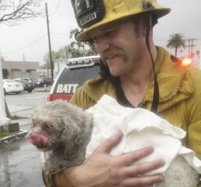 Πυροσβέστης δίνει το φιλί της ζωής σε σκύλο: Τον έσωσε από φλεγόμενο σπίτι