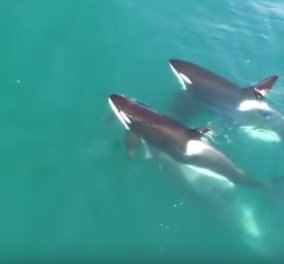 Συγκλονιστικό βίντεο που δείχνει ένα κοπάδι από όρκες να κυνηγάνε μια φάλαινα 