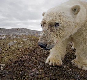 Συγκινητικό βίντεο του national geographic : Πολική αρκούδα πεθαίνει από την πείνα
