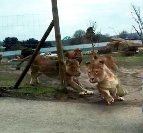 Φωτό - βίντεο: Η τρομακτική στιγμή της επίθεσης αγέλης λιονταριών σε αυτοκίνητο με δυο παιδάκια  