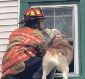 Αξιολάτρευτο βίντεο δείχνει σκύλο να φυλάει τον πυροσβέστη που τον έσωσε! 