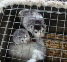 Ο βρώμικος & αποκρουστικός κόσμος της γούνας- 33.000 γουνοφόρα μινκ αλληλοσπαράχθηκαν λόγω ασιτίας έγκλειστα σε κλουβιά