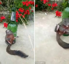 Αγρότης έδεσε έναν σκίουρο σε μπουκάλι και τον βασάνισε επειδή «έκλεψε» λίγο καλαμπόκι (VIDEO)