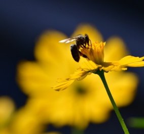 Μια μέλισσα μπορεί να εξαλείψει τα πλαστικά; - Ποιος είναι ο ρόλος ενός αυστραλιανού είδους