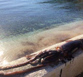 Κεφαλονιά: Ο ψαράς έβγαλε στην στεριά το καλαμάρι της χρονιάς - Μυθικό βάρος & μήκος - Φώτο 