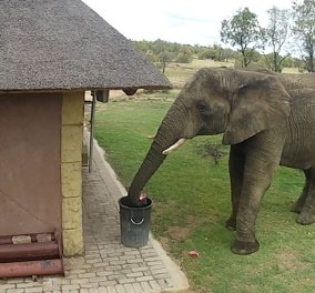 Το βίντεο της ημέρας: Αυτός είναι ο πιο νοικοκύρης ελέφαντας που έχετε δει ποτέ – Δείτε τι κάνει μόλις βλέπει σκουπίδια!