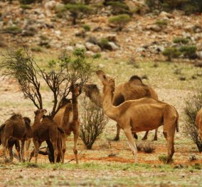 Αποκάλυψη τώρα! - Ένα δισεκατομμύριο  νεκρά ζώα στην Αυστραλία - Θανατώνουν τις καμήλες γιατί πίνουν πολύ νερό (φώτο-βίντεο)