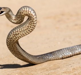 Βίντεο – θρίλερ: Δηλητηριώδες φίδι μπαίνει στον κήπο της βίλας, βουτάει στην πισίνα, βγαίνει & σκορπά τον τρόμο 