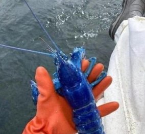 Αυτός είναι ο σπανιότερος μπλέ αστακός! Δείτε φωτό από το ψάρεμά του στο Πόρτλαντ 