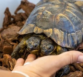 Ο Ιανός κλείνει τα 25 και είναι η γηραιότερη δικέφαλη χελώνα στον κόσμο - έχει δύο καρδιές & δύο πνεύμονες (φωτό)