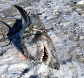 Μασαχουσέτη: Ξεβράστηκε στις ακτές νεκρός καρχαρίας – Το παράδοξο; Ήταν κατεψυγμένος (φωτό)