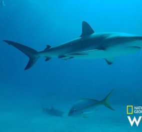 "Αφιέρωμα - Sharkfest": Επιστρέφει τον Ιούλιο στο National Geographic wild (βίντεο)