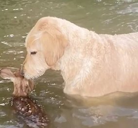 Γνωρίστε τον σκύλο - ήρωα! Ο Harley βούτηξε στη λίμνη & έσωσε ένα μικρό ελάφι - Δείτε το βίντεο 