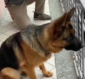 Ο ιδιοκτήτης ενός σκύλου επιστρέφει μετά από τρία χρόνια απουσίας - Δείτε στο βίντεο πως τον υποδέχτηκε & θα κλάψετε