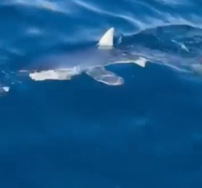 Καρχαρίας 300 μέτρα από την ακτή, στον Αργολικό κόλπο: Προσπάθησε φάει το δόλωμα ψαρά - Δείτε το βίντεο
