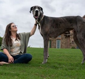 Πέθανε ο Δίας, το πιο ψηλό σκυλί στον κόσμο - Μόλις 3 ετών
