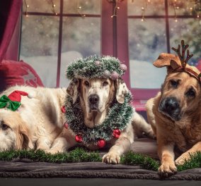 Οι γιορτινές μέρες μπορεί να προκαλέσουν άγχος στους τετράποδους φίλους μας - τί συστήνουν οι ειδικοί για να είναι χαρούμενα τα σκυλάκια μας