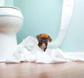 Πώς να εκπαιδεύσουμε το σκυλάκι μας για τουαλέτα εύκολα ; Δείτε τα 6 βήματα της επιτυχίας -