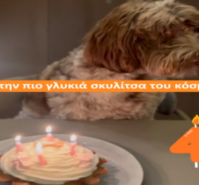 Φάρλι: Γενέθλια με τούρτα «dog cake» για τη σκυλίτσα του Στέφανου Κασσελάκη - Έγινε 4 ετών, το πάρτι που της ετοίμασαν (βίντεο)