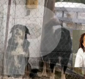Δείτε τα 3 τσοπανόσκυλα που κατασπάραξαν την 50χρονη - Ξεψύχησε στην αγκαλιά των παιδιών της - Τη δάγκωσαν 50 φορές (βίντεο)