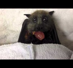 Smile βίντεο: Αυτή η γλυκούλα νυχτερίδα που τρώει σταφύλι θα σας κάνει να αναθεωρήσετε σχετικά με τους φόβους σας!