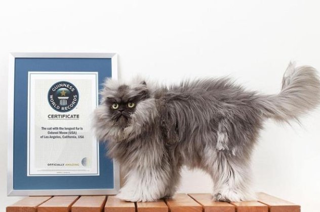 Ο «συνταγματάρχης Μιάου» είναι ο γάτος με το πυκνότερο τρίχωμα στον κόσμο και «τιμάται» με ρεκόρ Γκίνες !  - Κυρίως Φωτογραφία - Gallery - Video