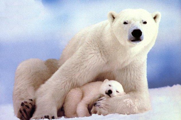 Πανέμορφο βίντεο - Απολαύστε την πιο γλυκιά οικογένεια πολικής αρκούδας που έχετε δει ποτέ! (βίντεο) - Κυρίως Φωτογραφία - Gallery - Video