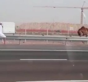 To βίντεο της ημέρας: Κυνηγώντας... καμήλα στην εθνική οδό!