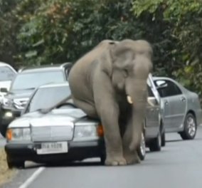 300 άγριοι ελέφαντες προκαλούν χάος σε εθνικό πάρκο, πατώντας αυτοκίνητα, ξεριζώνοντας δέντρα! Έρωτας η αιτία‏! (βίντεο)