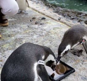 Οι πιγκουίνοι «μιλούν»... ξένες γλώσσες! Ανάρπαστη έγινε στους... κύκλους των πολικών πτηνών μια εφαρμογή για iPad, που προοριζόταν για γάτες! (βίντεο)