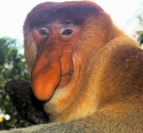 Smile: Έχετε "γνωριστεί" με τις μαϊμούδες που η μύτη τους είναι μεγάλη σαν προβοσκίδα ή σαν ανδρικό μόριο; 