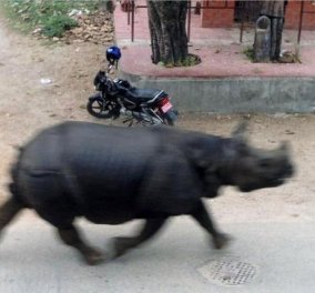 Βίντεο: Αφηνιασμένος ρινόκερος σκορπά τον τρόμο στο Νεπάλ!