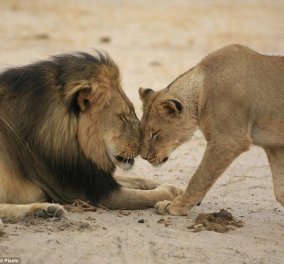 Παγκόσμια κατακραυγή για τον οδοντίατρο που σκότωσε το λιοντάρι Cecil - Απίστευτο ποσό για να το σκοτώσει  