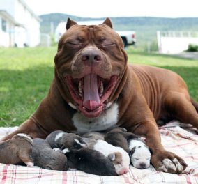 Φώτο: Το μεγαλύτερο pitbull του κόσμου γέννησε 8 σκυλάκια αξίας  μισό εκ. δολάρια το καθένα