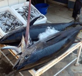 Good News: Ο ψαράς του Αστακού μετα τον ξιφια γιγα , δειτε τι επιασε! 4 τόνους - Θηρία 