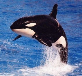 ΕΝΤΥΠΩΣΙΑΚΟ ΒΙΝΤΕΟ: Φάλαινα «εκτοξεύει» ουράνιο τόξο!