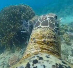 Βίντεο: Το συναρπαστικό ταξίδι μιας θαλάσσιας χελώνας με Gopro στη πλάτη της