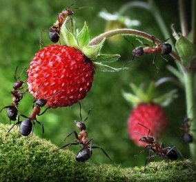 Μυρμήγκια πίνουν οξυζενέ για να απαλλαγούν από μυκητιάσεις! Πως συνταγοραφούν φάρμακα; 