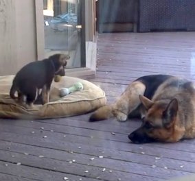 Βίντεο: Φοβερή μαμά σκυλίτσα που προσέχει το μικρό της όταν παίζει!