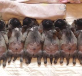 Βίντεο: Για να σας ξετρελάνει: 5 νεογέννητα σκυλάκια κοιμούνται ή μισοκοιμούνται - Aντε να μην τα λατρέψεις μετά   