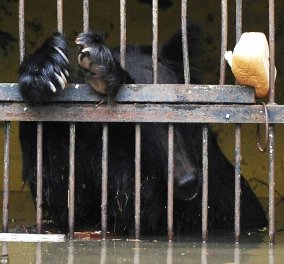 Συγκλονιστικές εικόνες που φέρνουν δάκρυα με τις αρκουδίτσες να πνίγονται στο πλημμυρισμένο Ζωολογικό κήπο   